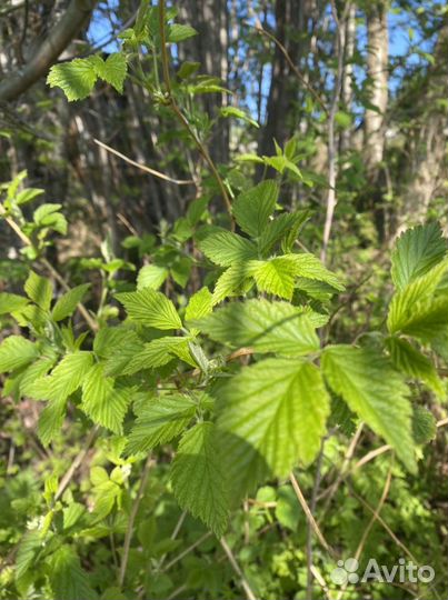 Листья малины, малиновый чай