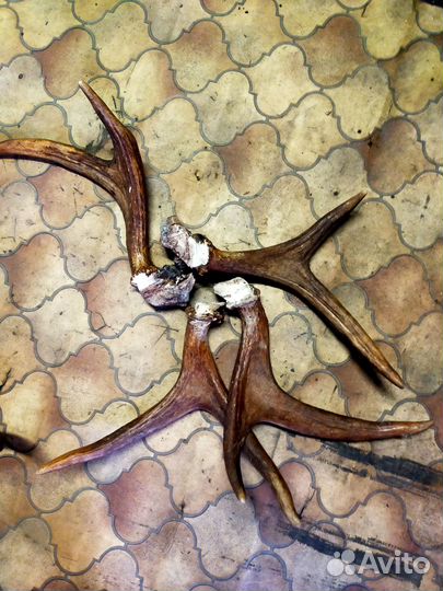 Рога оленя и лося