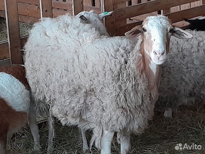 Овцы бараны ягнята