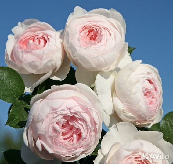 Розы флорибунда Лаваглут, Герцогиня Кристиана