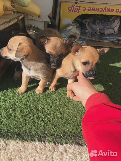 Отдам щенков в добрые руки бесплатно