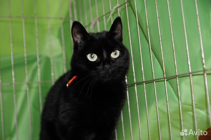 Кошка в дар