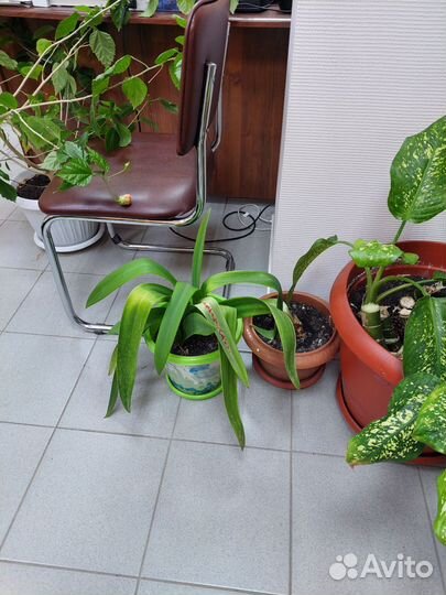 Комнатные цветы