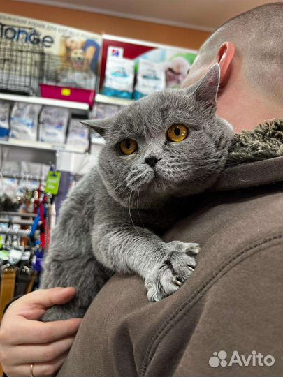 Британский кот вязка