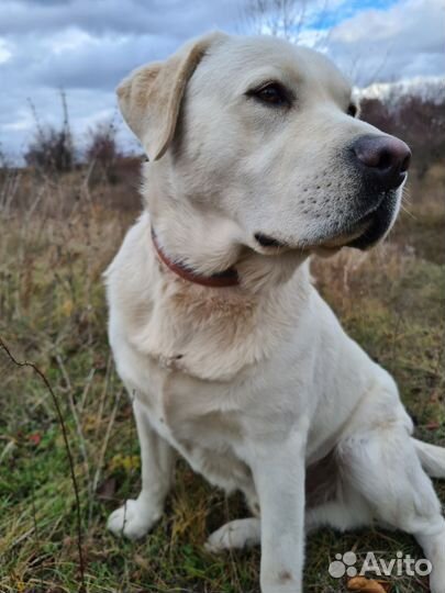 Кобель лабрадора вязка