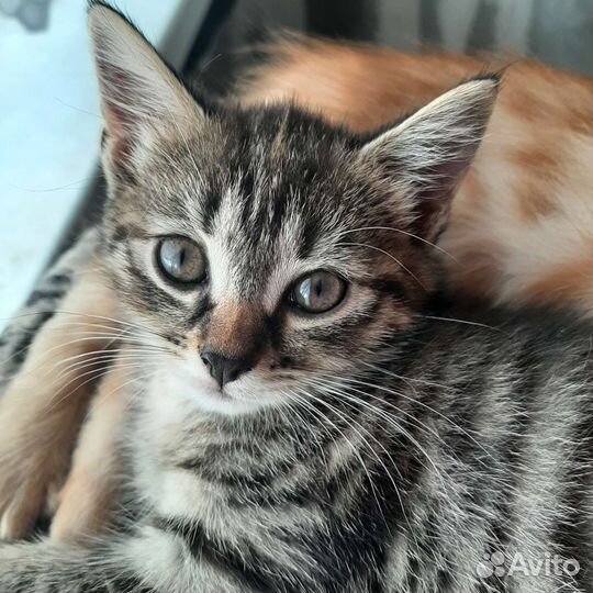 Кошки бесплатно