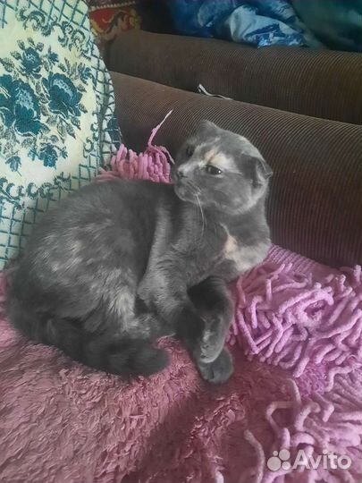 Найдена кошка
