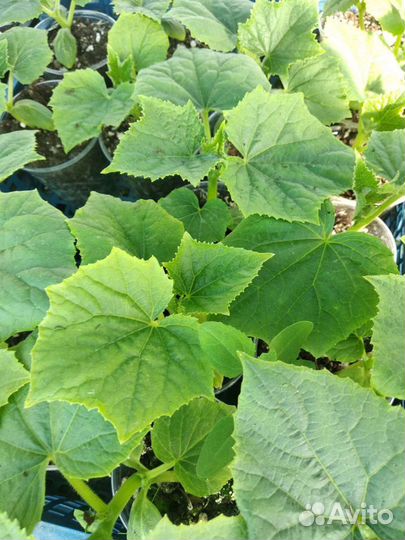 Рассада огурцов