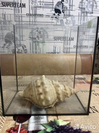 Ракушка для аквариума