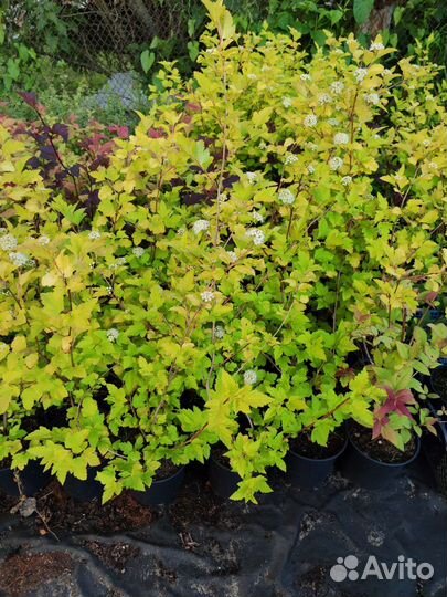 Пузыреплодник Ред Барон, Лютеус, Дьябло