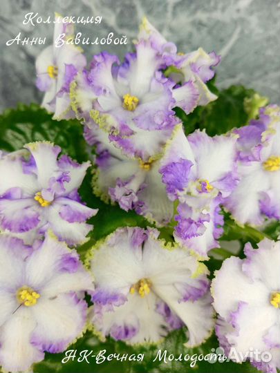 Детки сортовых фиалок