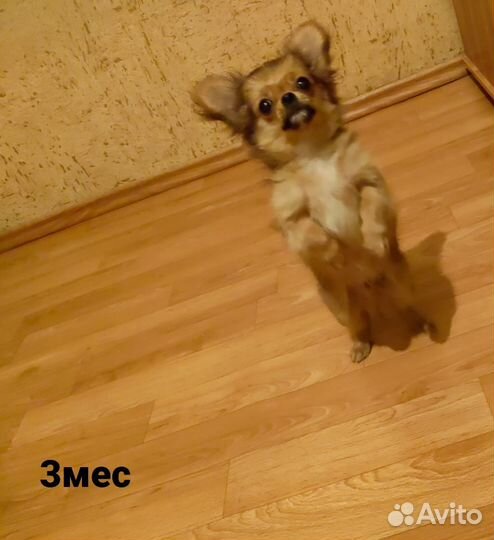 Кобелек чихуахуа