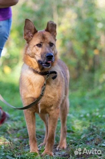 Собака барон