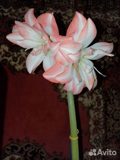 Гиппеаструм