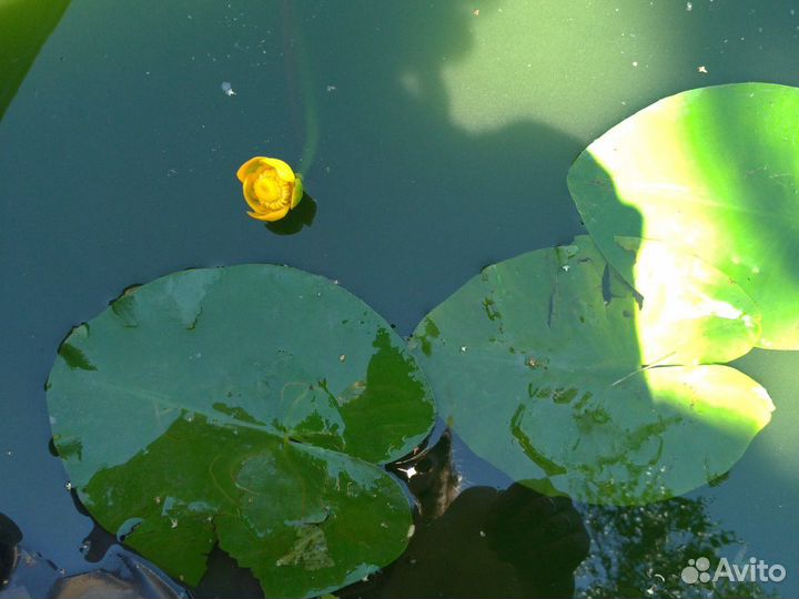 Прудовые растения (нимфеи и прочие) и прибрежные