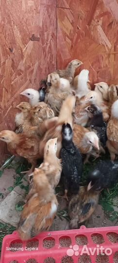 Цыплята бройлеры, доминант, Кучинская юбилейная