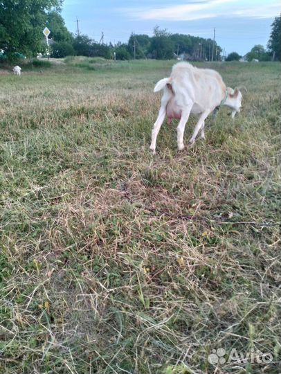 Коза дойная