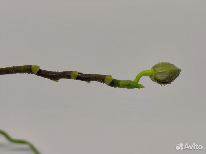 Орхидея фаленопсис Sogo Relex