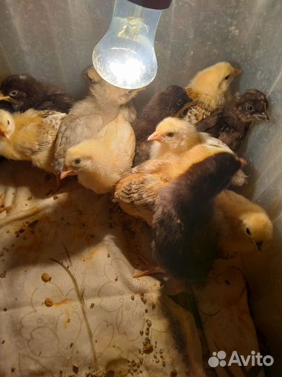 Куры цыплята