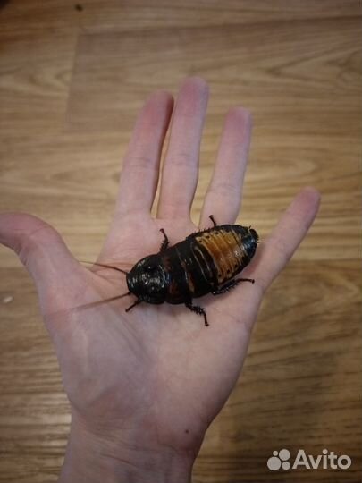 Таракан мадагаскарский