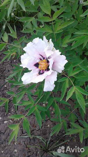 Пион древовидный