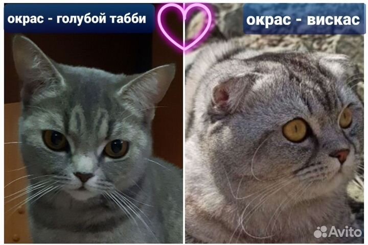 Котята шотландцы