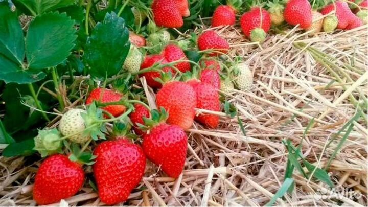 Земляника рассада, после 15.06ягоды.Лесная ягоды