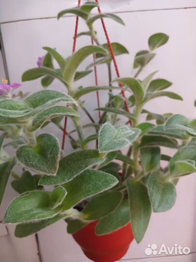 Традесканция пушистая в кашпо