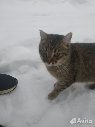 Пристраиваю кошечку