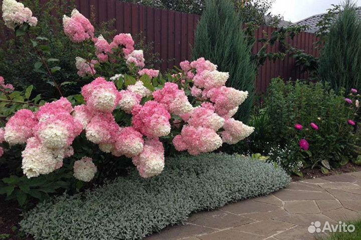 Гортензия 