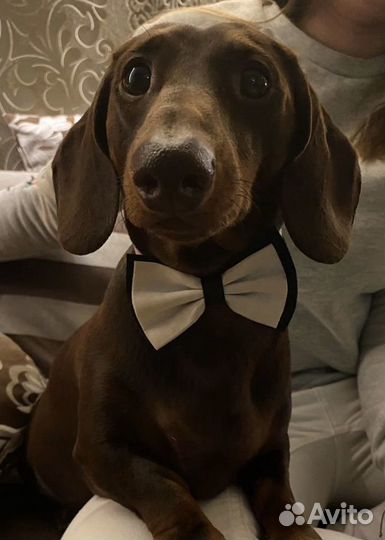 Такса вязка