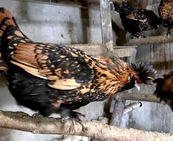 Инкубационное яйцо и цыплята Павловские золото