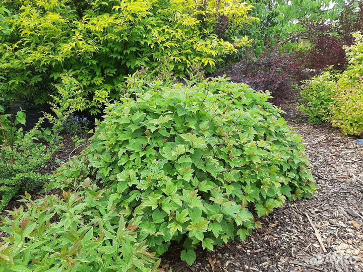 Калина компактум