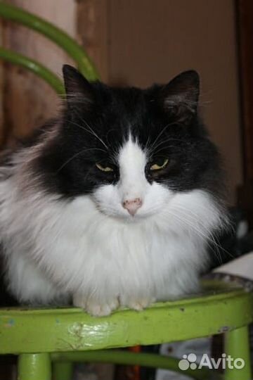 Породистый красавец Тишка в добрые руки