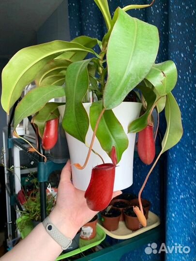 Непентес. Разные виды и размеры