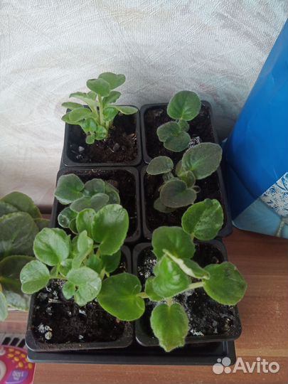 Фиалка за шоколадку