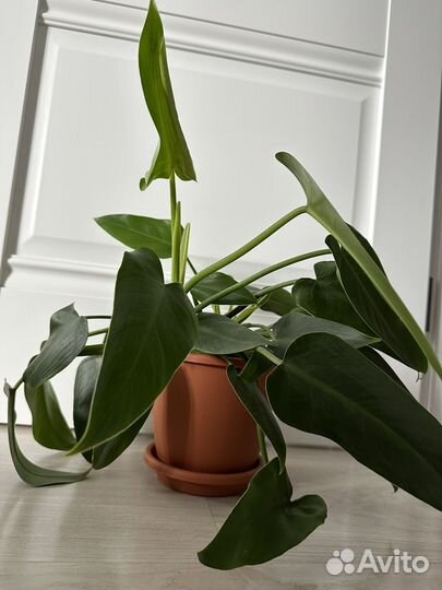 Филодендрон / комнатные растения