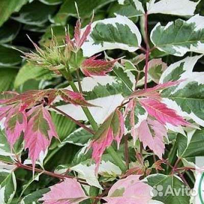 Саженцы клена 