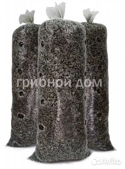 Грибные блоки вешенки на лузге подсолнечника