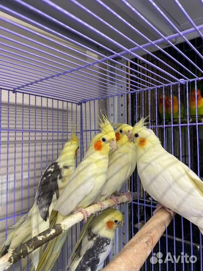 Попугай корелла