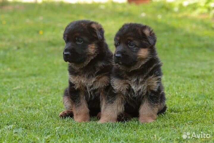 Щенки немецкой овчарки. Питомник