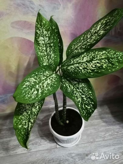 Диффенбахия