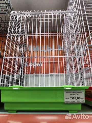 Продаю сформированную пару попугаев Корелла