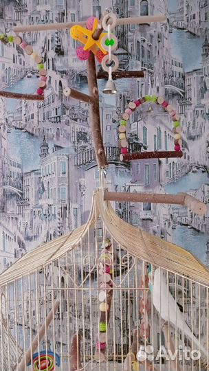 Пара волнистых попугаев с большой клеткой