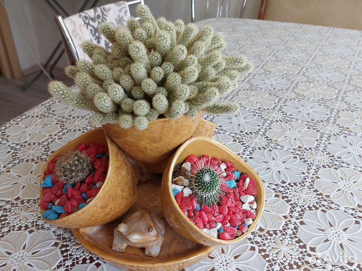 Комнатные растения