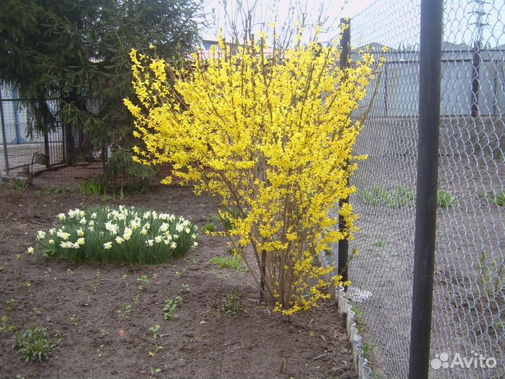 Малиновое дерево Таруса