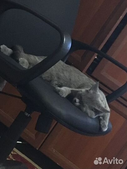 Кошки в добрые руки бесплатно