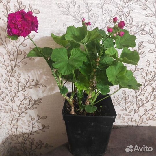 Пеларгония