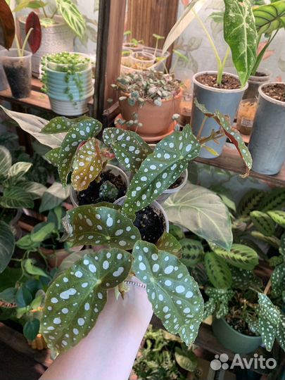 Бегония макулата