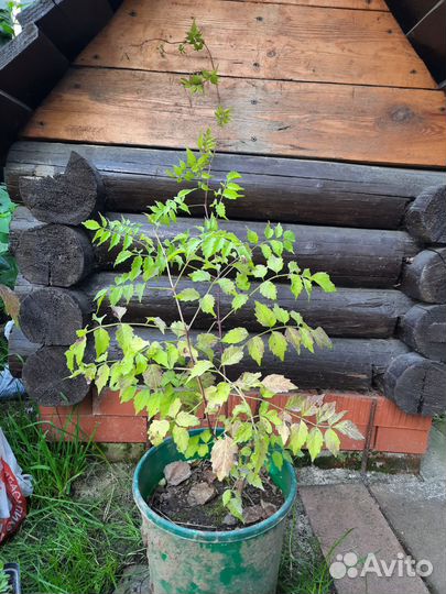 Лиана Кампсис Тэкома